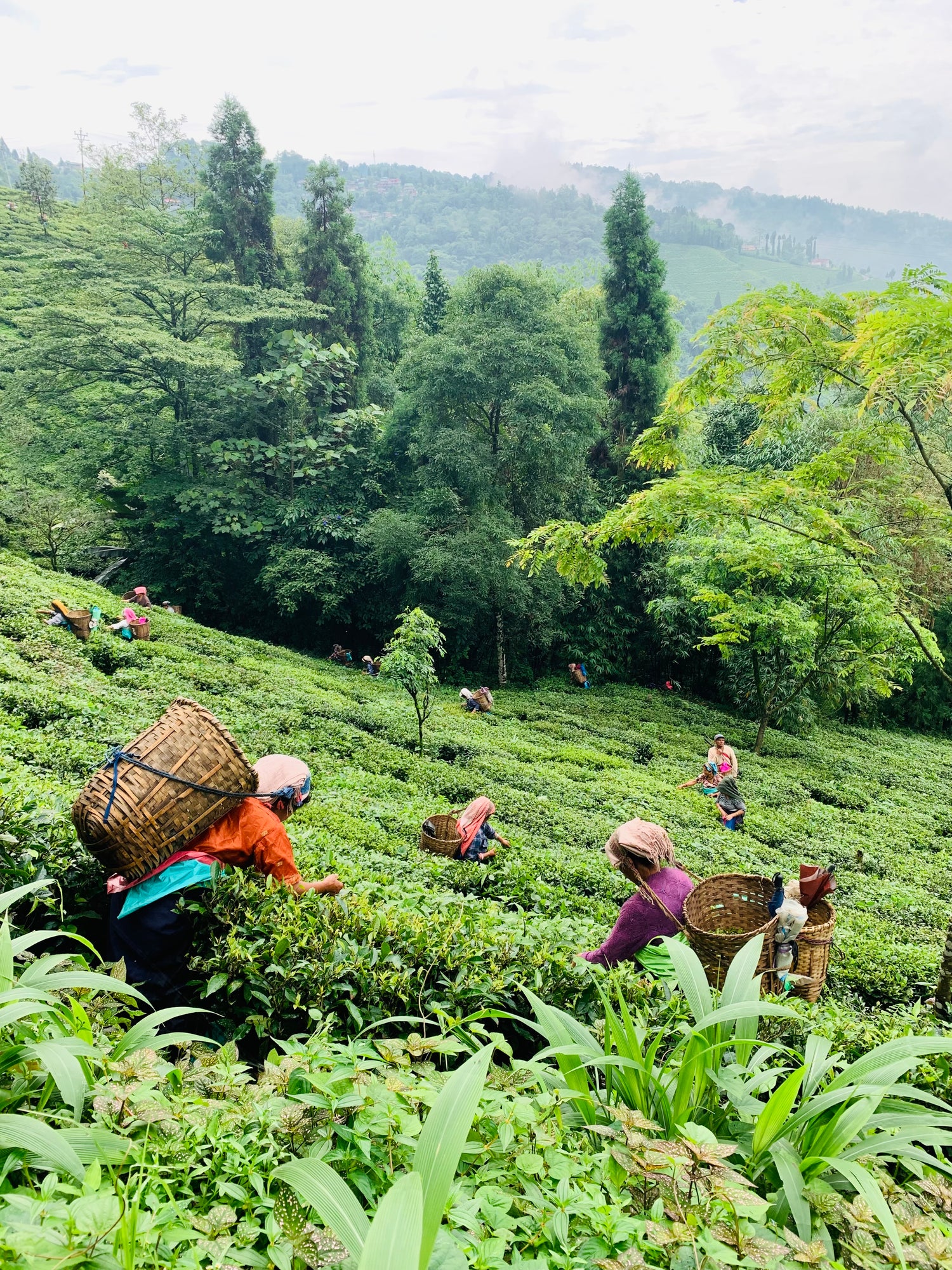 People working in a tea field with green trees and mountains in the background
