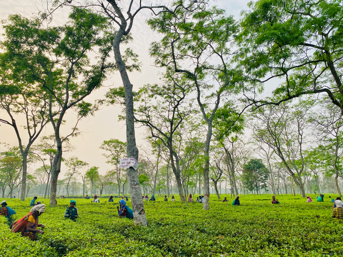 People working in a tea plantation with trees and a clear sky.