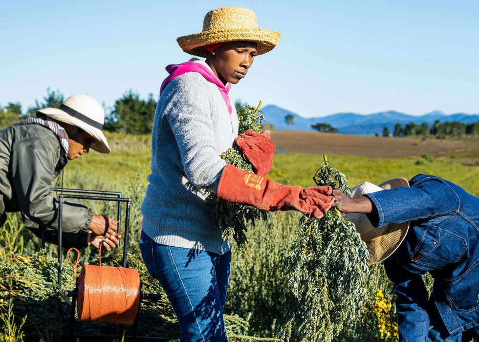 Three people working in a tea field with mountains in the background