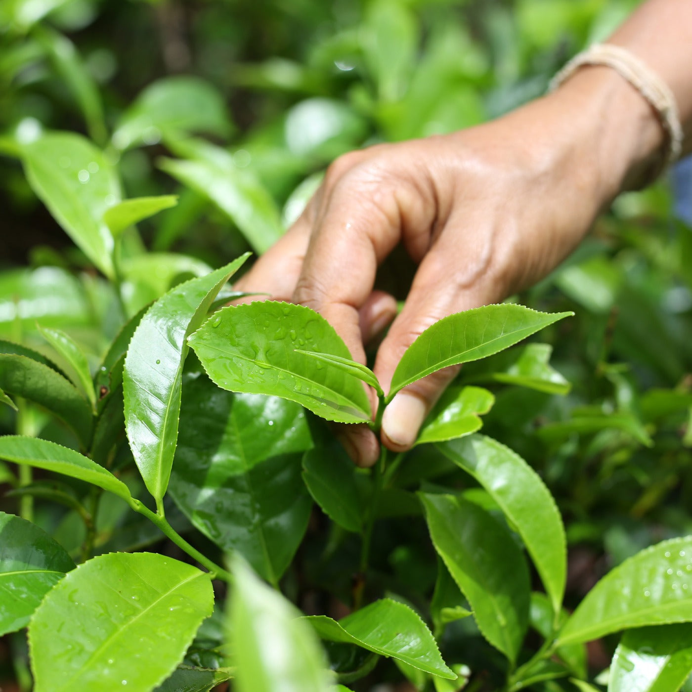 Hand picking green tea leaves from a tea plant